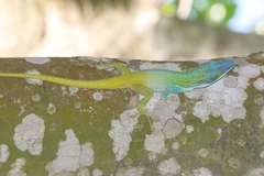 Anolis allisoni
