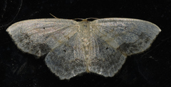 Scopula limboundata