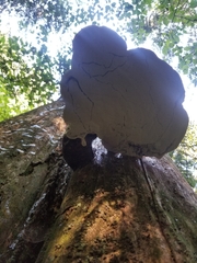 Ganoderma oregonense