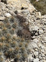 Hamatocactus hamatacanthus