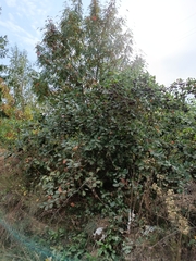 Aronia mitschurinii