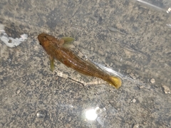 Rhinogobius