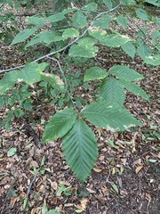 Fagus grandifolia