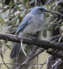 Aphelocoma wollweberi