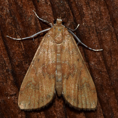 Elophila gyralis