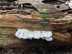 Osteina undosa