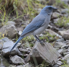 Aphelocoma wollweberi