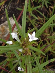 Spermacoce huillensis