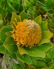 Leucospermum