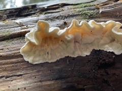 Osteina undosa