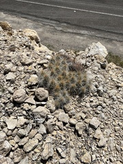 Echinocereus stramineus