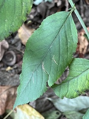 Stigmella rosaefoliella