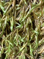 Homalia trichomanoides