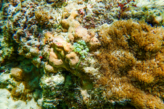 Palythoa caribaeorum