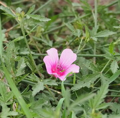 Althaea cannabina