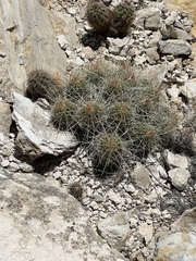 Echinocereus stramineus