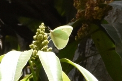 Catopsilia florella