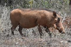 Phacochoerus africanus massaicus