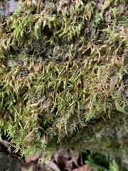 Homalia trichomanoides