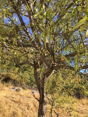 Prunus amygdalus
