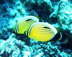 Chaetodon austriacus