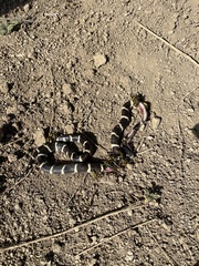 Lampropeltis californiae