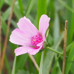 Althaea cannabina
