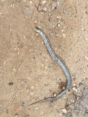 Zamenis scalaris