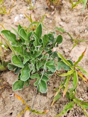 Pelargonium auritum auritum