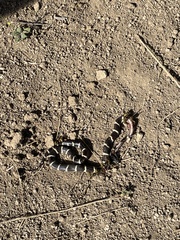 Lampropeltis californiae