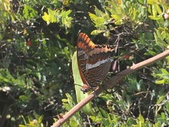 Charaxes jasius
