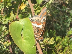 Charaxes jasius