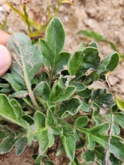 Pelargonium auritum auritum