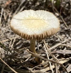 Agrocybe putaminum