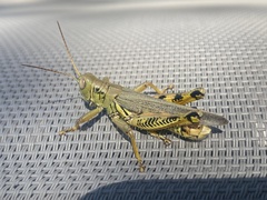 Melanoplus differentialis