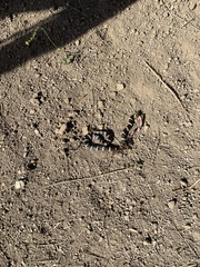 Lampropeltis californiae
