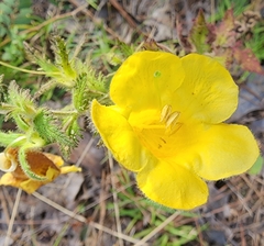 Aureolaria pectinata