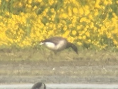 Branta bernicla