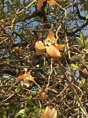 Prunus amygdalus