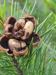 Pinus remota