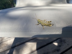 Melanoplus differentialis