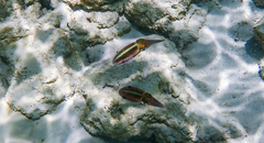 Sepioteuthis sepioidea