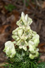 Aconitum anthora