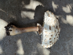 Chlorophyllum brunneum