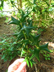 Ilex cornuta