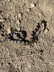 Lampropeltis californiae
