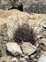 Hamatocactus hamatacanthus hamatacanthus