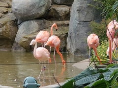 Phoenicopteriformes