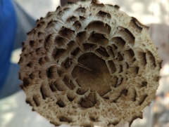 Chlorophyllum brunneum