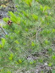 Pinus remota